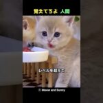 やめて😾 #猫 #かわいい