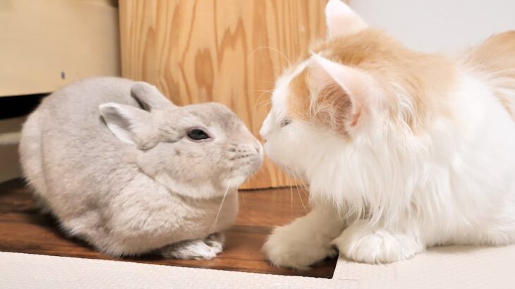 全然まとまらないウサギと猫の意見交換会がかわいい