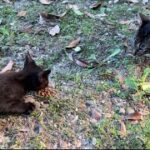 【ハプニング】さくら猫となった父猫と子猫の再会