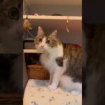 #猫 #猫のいる暮らし #猫のいる生活 #ねこ #可愛い #おもしろ動画 #おすすめ #子猫 #かわいい #ペット #保護猫