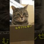 【猫動画】段ボールを置けば必ず入ります🐱