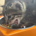 【野良猫から家猫へ】 かわいい子猫達の面白い動画集