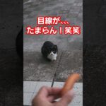 警戒されとるなぁ、、撫でたいなぁ#猫 #かわいい #かわいい猫 #のら猫 #ウィンナー#目線 #仲良く#あるある #笑える #おもしろ #メビシガくん#いやし #たまらん #はいよろこんで