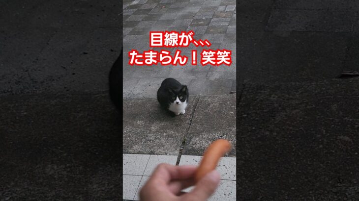 警戒されとるなぁ、、撫でたいなぁ#猫 #かわいい #かわいい猫 #のら猫 #ウィンナー#目線 #仲良く#あるある #笑える #おもしろ #メビシガくん#いやし #たまらん #はいよろこんで