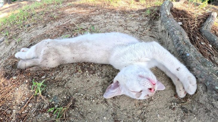 子猫が無防備すぎて危険なので、家族が暮らす住処へ送り届けた