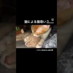 ココはクルの強火担☺️#猫 #ねこ #子猫 #癒し