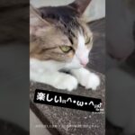 #猫 #猫のいる暮らし #猫のいる生活 #ねこ #可愛い #おもしろ動画 #おすすめ #子猫 #かわいい #ペット #保護猫