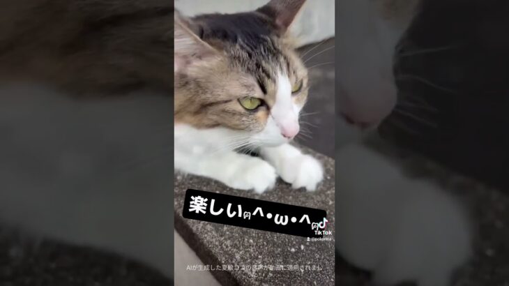 #猫 #猫のいる暮らし #猫のいる生活 #ねこ #可愛い #おもしろ動画 #おすすめ #子猫 #かわいい #ペット #保護猫