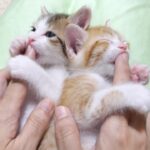 甘えん坊の子猫たちがママとパンダを満喫ライブ【赤ちゃん猫　保護猫】