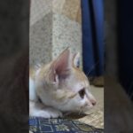 【猫旅館】部屋に遊びに来た子猫がかわい過ぎる