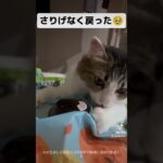 #猫 #猫のいる暮らし #猫のいる生活 #ねこ #可愛い #おもしろ動画 #おすすめ #子猫 #かわいい #ペット #保護猫