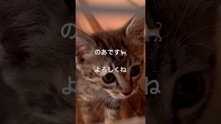 みんなのアイドルのあたん🐈#保護猫#ねこ#子猫