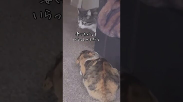 方言をしゃべる猫たち１　ナルシストな猫… 他.