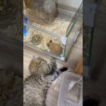 【禁断の友達】子猫🐈がハムスターを見つめてる🩷