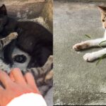 【ハプニング】外猫ちゃんに猫じゃらしで遊んであげたら…反応がとてもシュールでした…w