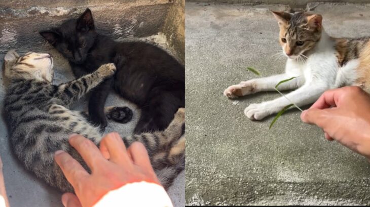 【ハプニング】外猫ちゃんに猫じゃらしで遊んであげたら…反応がとてもシュールでした…w