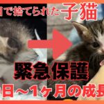 【総集編】生後0日で捨てられていた子猫を緊急保護してから1ヶ月までの成長記録