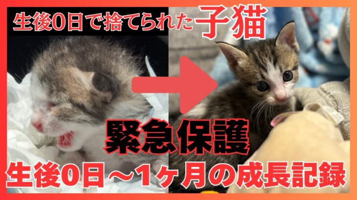 【総集編】生後0日で捨てられていた子猫を緊急保護してから1ヶ月までの成長記録