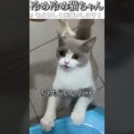 猫のおもしろ動画にツッコミどころ満載なアフレコしてみた＃160【冷め】【ハプニング映像】#shorts　#アフレコ #面白動画