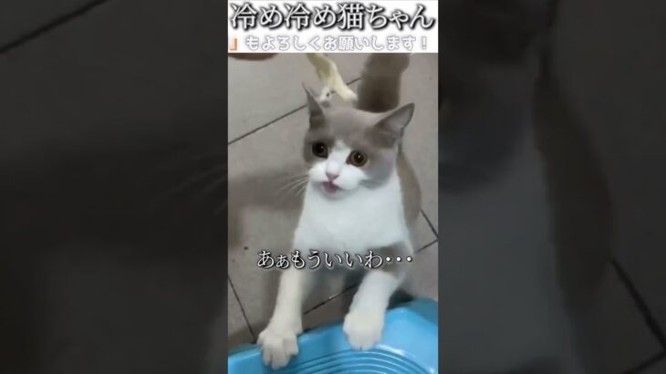 猫のおもしろ動画にツッコミどころ満載なアフレコしてみた＃160【冷め】【ハプニング映像】#shorts　#アフレコ #面白動画