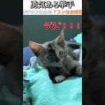 猫のおもしろ動画にツッコミどころ満載なアフレコしてみた＃164【挙手】【ハプニング映像】#shorts　#アフレコ #面白動画