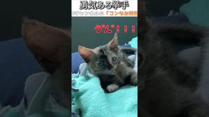 猫のおもしろ動画にツッコミどころ満載なアフレコしてみた＃164【挙手】【ハプニング映像】#shorts　#アフレコ #面白動画