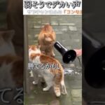 猫のおもしろ動画にツッコミどころ満載なアフレコしてみた＃168【声】【ハプニング映像】#shorts　#アフレコ #面白動画