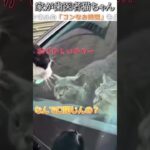 猫のおもしろ動画にツッコミどころ満載なアフレコしてみた＃170【歯医者】【ハプニング映像】#shorts　#アフレコ #面白動画