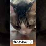 #猫 #猫のいる暮らし #猫のいる生活 #ねこ #可愛い #おもしろ動画 #おすすめ #子猫 #かわいい #ペット #保護猫 #大谷翔平 #24時間テレビ