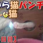 【2416日目】穴から猫パンチにゃ～な猫【かわいい・面白い】～The growth record of my cute cat, Nike day 2416