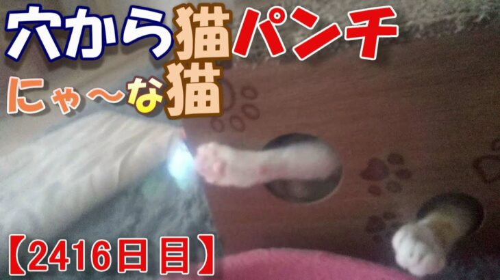 【2416日目】穴から猫パンチにゃ～な猫【かわいい・面白い】～The growth record of my cute cat, Nike day 2416