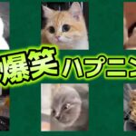 爆笑猫ハプニング30連発！！！