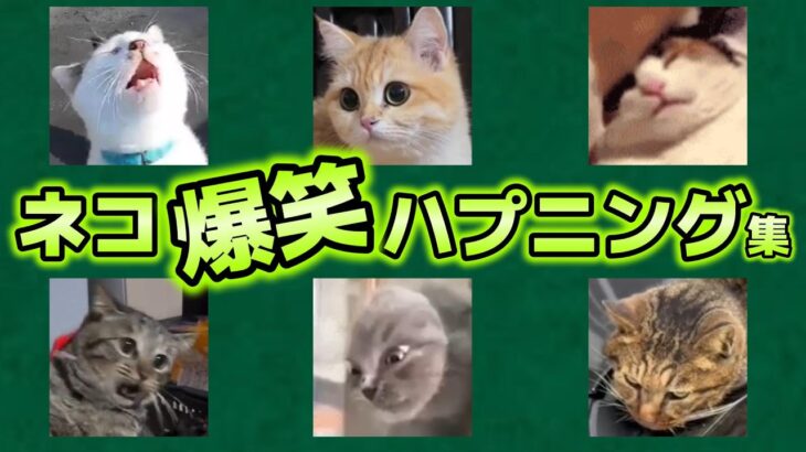 爆笑猫ハプニング30連発！！！