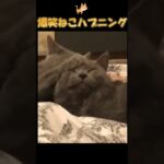 猫ハプニング動画🐈3【面白】cat happening video #猫 #おもしろ #動物 #癒し