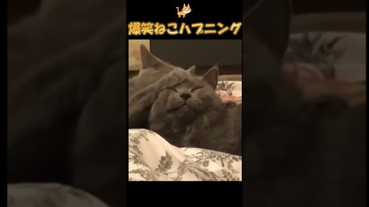 猫ハプニング動画🐈3【面白】cat happening video #猫 #おもしろ #動物 #癒し