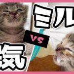 「ぷるぷるぷる～」眠気を耐えると子猫はかわいく震えます【保護猫生活9日目2】