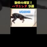 Instagramで6.9億回バズった動物ハプニング動画9選！9Animal Happenings Videos That Got 690 Million Buzz on Instagram!#犬#猫