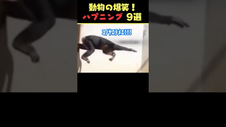 Instagramで6.9億回バズった動物ハプニング動画9選！9Animal Happenings Videos That Got 690 Million Buzz on Instagram!#犬#猫