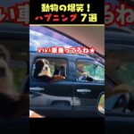 Instagramで8億回バズった動物ハプニング動画7選！7Animal Happenings Videos That Got 800 Million Buzz on Instagram!#犬#猫