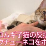 コムギ子猫、反抗期でウチューネコをボコる My wheat-kitten’s rebellious period