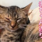 コムギ子猫、ミルクで赤ちゃん返りする Nursing my wheat-kitten ‘Komugi’