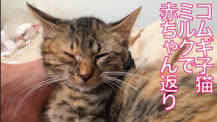 コムギ子猫、ミルクで赤ちゃん返りする Nursing my wheat-kitten ‘Komugi’