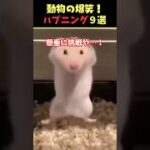 SNSで8.5億回バズった動物ハプニング動画9選！9Animal Happenings Videos That Got 850 Million Buzz on SNS!#犬#猫#動物#ペット