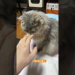 寝る前の癒し #cat #わたあめ #猫のいる暮らし