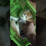 猫 靴下 香り #cat #美しい猫 #癒し系猫 #猫のいる暮らし