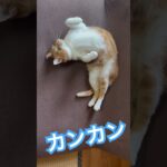 カンカン #cat #猫コスプレ #猫のいる暮らし #コスプレ #保護猫 #おもしろネタ #猫のいる生活 #あるあるネタ #猫好きさんと繋がりたい #あるある