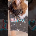 【癒し♡はじめました】三毛猫ルナ子さんのお昼寝 #cat #calico #猫のいる暮らし#shorts #三毛猫  #ねこ #calicocat #癒し