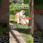 【癒し】猫たちのじゃれあいが可愛いすぎた | #cat #catshorts #かわいい #猫 #shorts #猫動画 #癒し #トルコ #istanbul #travel #ねこ #プロレス