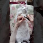 ヘソ天で前足の爪切り猫 #ラグドール #ラグドール子猫  #猫動画 #子猫 #爪切り #つめ切り #ヘソ天 #多頭飼い #cat #cute #kitten #ragdoll