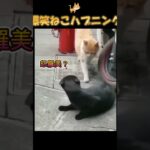 バズった猫ハプニング動画【爆笑注意】cat happening video #猫 #おもしろ #動物 #癒し